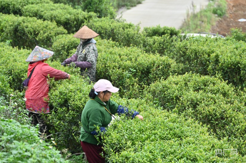 茶农们在采摘茶青（央广网见习记者 文鑫豪 摄）
