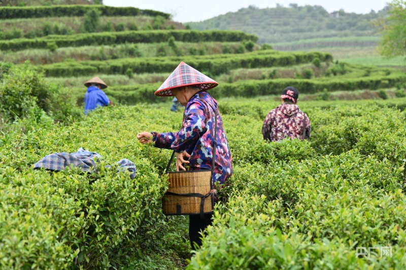 茶园里处处是忙碌的身影（央广网见习记者 文鑫豪 摄）