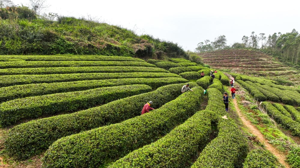 茶农们采摘春茶（央广网发 何书畅 摄）