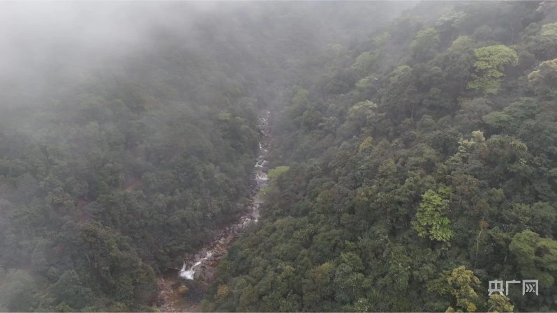 十万大山国家森林公园（央广网发 黄粹釴 摄）