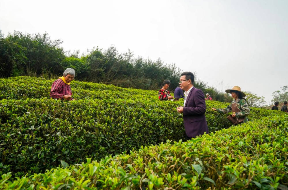 兴业县茗韵茶业有限公司负责人宁昆（右二）在茶园察看茶叶长势（央广网发 何书畅 摄）