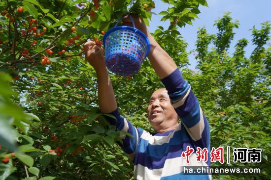 图为游客在采摘樱桃。张甜甜 摄 图为游客在采摘樱桃。张甜甜 摄