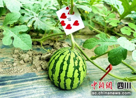 大棚种植西瓜长势良好。汶川县委宣传部供图