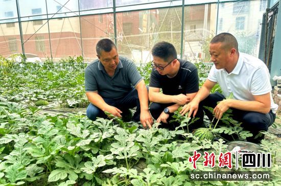  村两委和村民正在查看西瓜长势。汶川县委宣传部供图