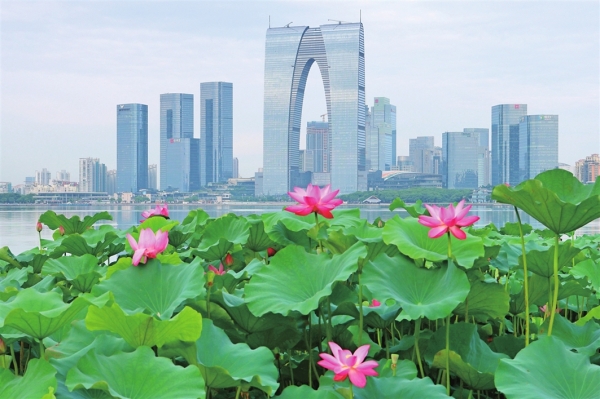 　　金鸡湖畔荷花盛开，摇曳生姿。 □浦虎兴 摄