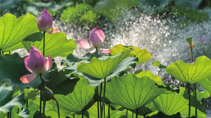 　　喷泉映衬着逆光下的荷花，水花四溅晶莹闪烁。 □殷启民 摄