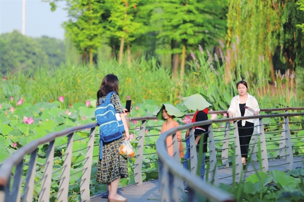 　　昆山淀山湖湾里江游园荷花娇艳绽放，美不胜收。 □唐晓明 摄