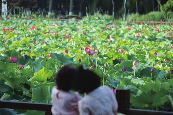 　　盛夏时节，太仓市太丰西庐生态湿地公园荷花初放，市民置身其中，清新怡人的感觉油然而生。 □顾磊 摄