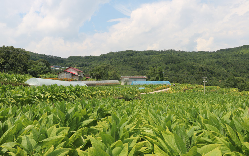 黄柏山村烟田