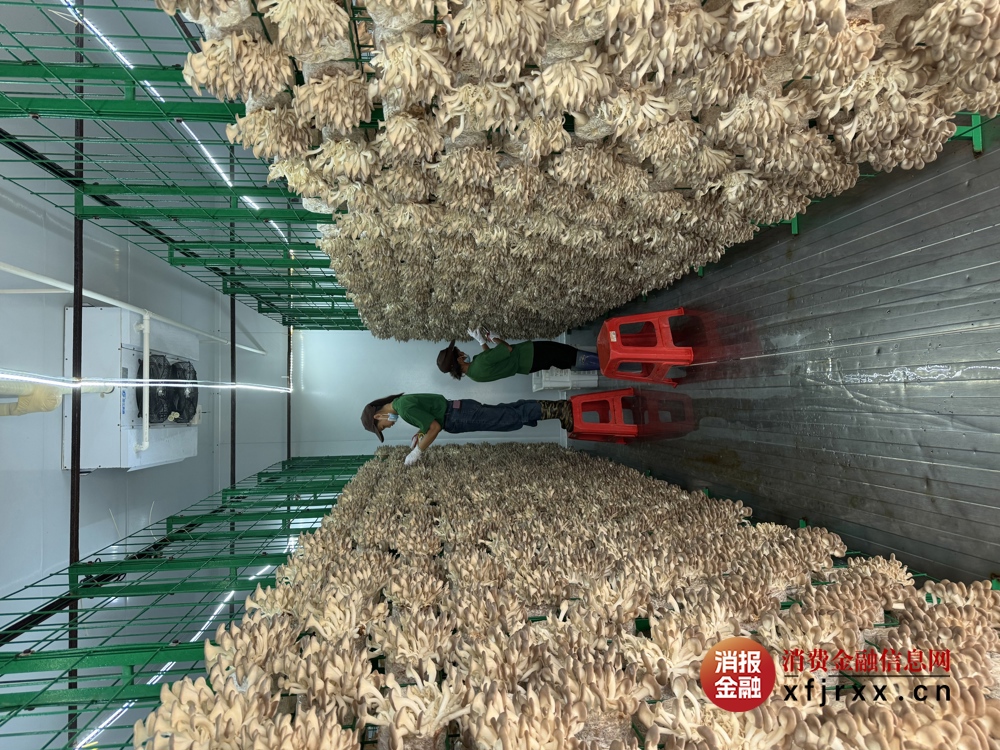 智能方舱培育秀珍菇实景图。