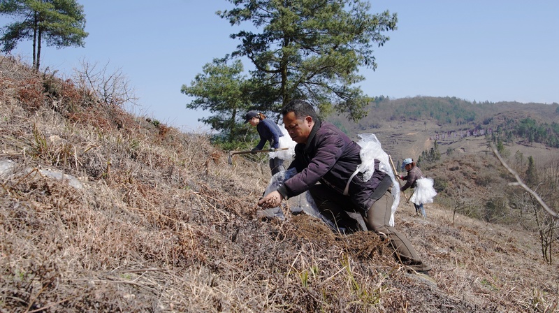 工人正在对刺梨进行覆膜、盖土。