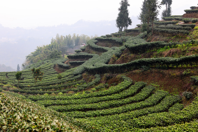 保宁村的山坡上种满茶树。受访者供图