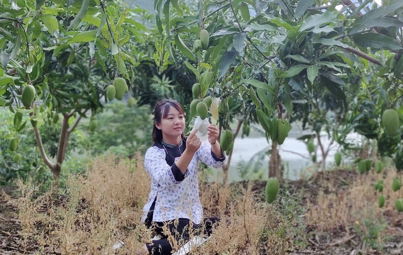 卢丹正在查看芒果长势。镇宁县委宣传部供图