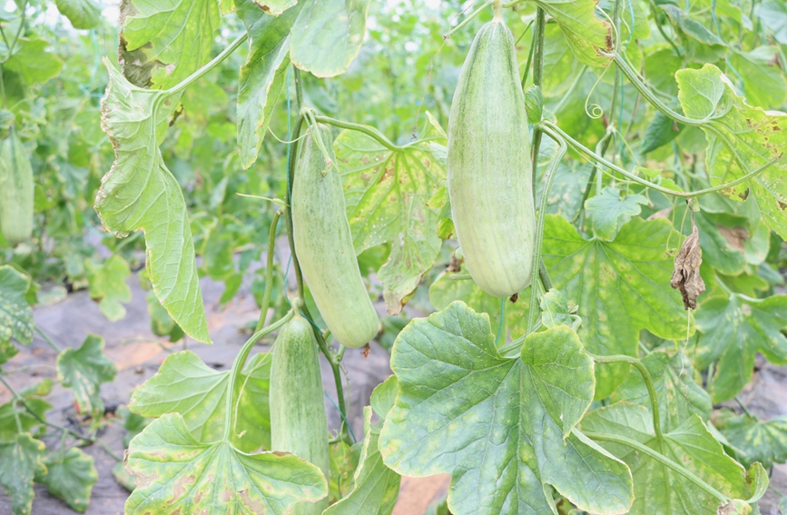 绿油油的羊角蜜。黄曦摄