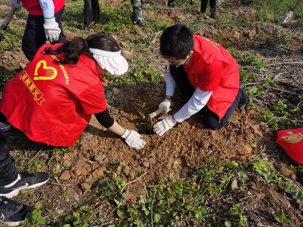 邮储银行博白县支行开展义务植树活动，图为志愿者们在扶苗填坑。
