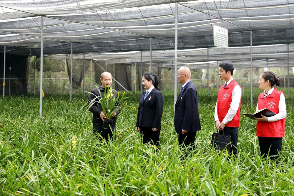 荔浦农商行金融专员实地调研兰花种植基地