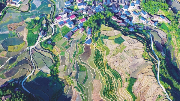 初夏梯田 景色如画