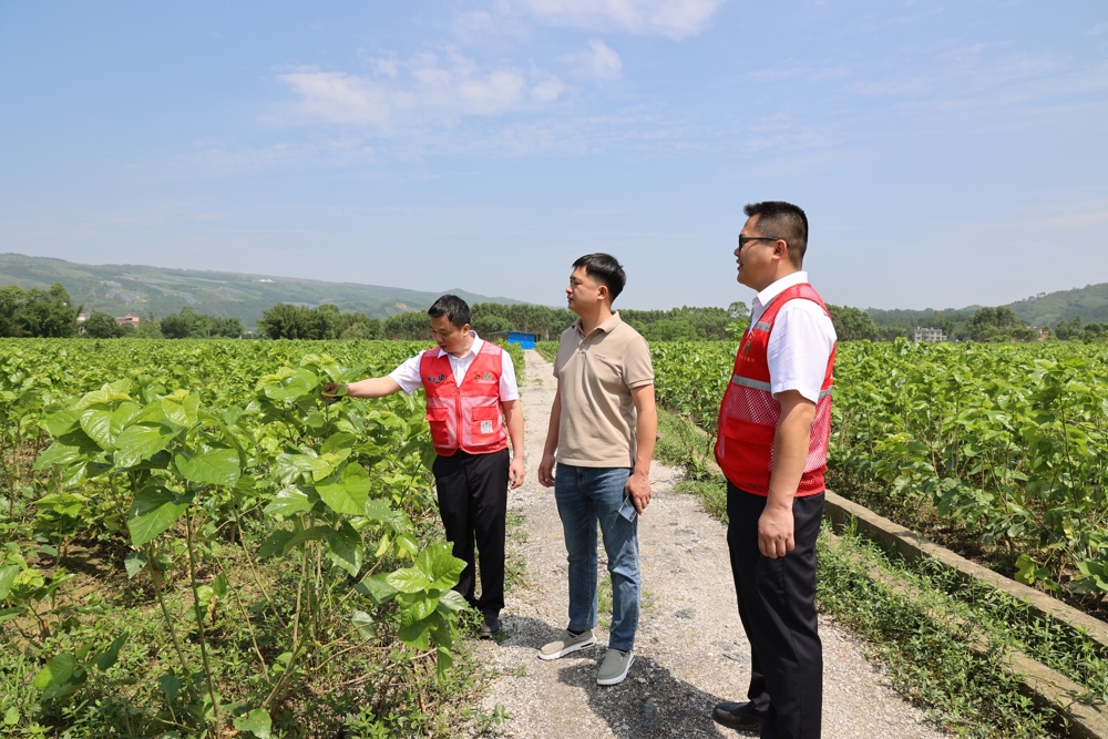 图为蒙山农商银行工作人员调研桑地剪影 蒙山农商银行供图