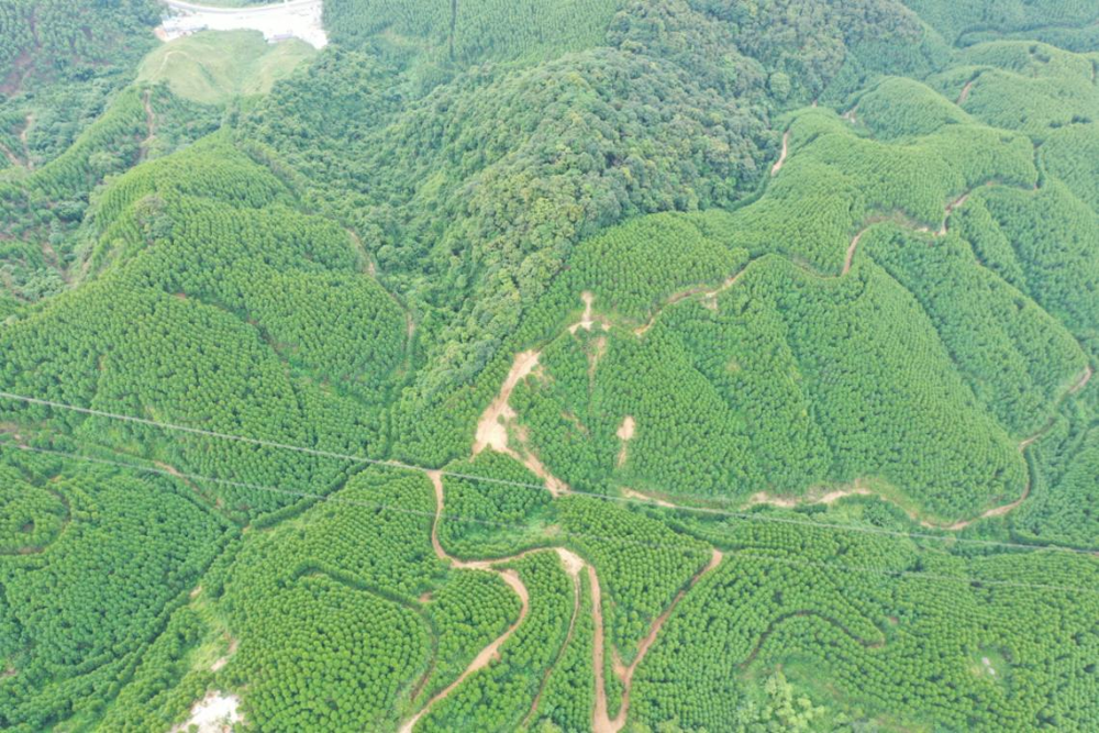 图为蒙山县8万亩国家储备林基地建设项目 农发行广西蒙山县支行供图