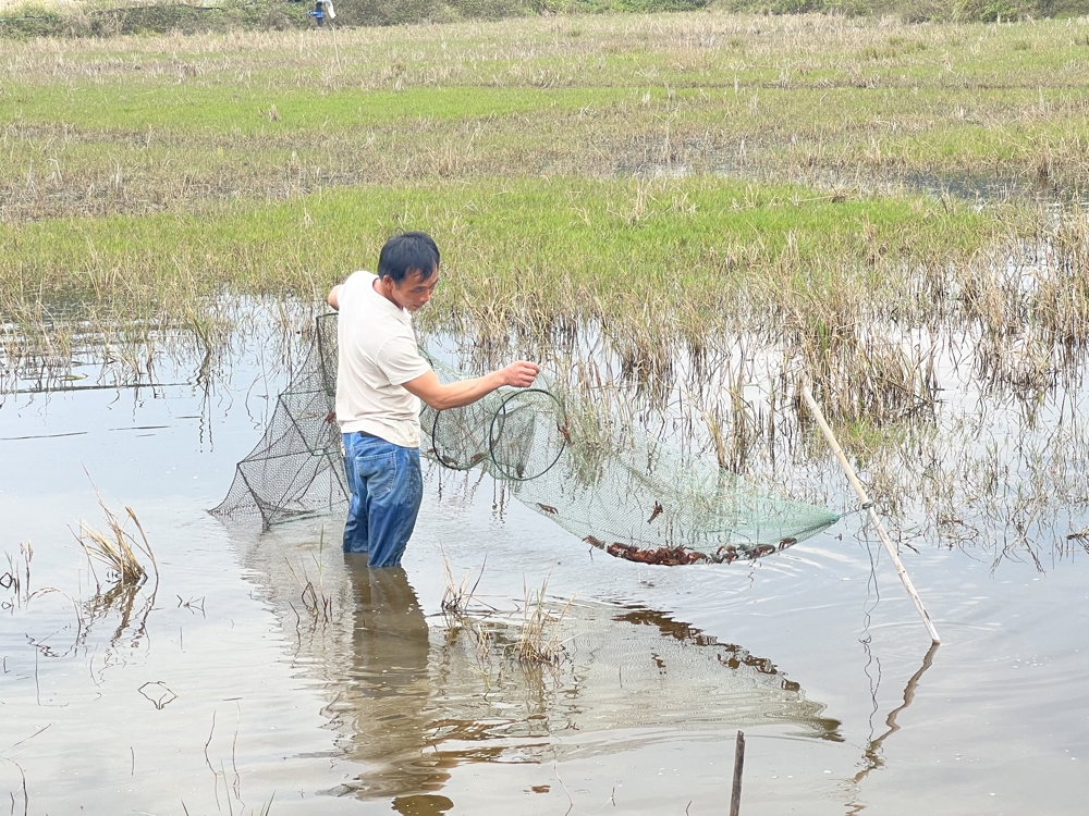 宁明农商银行助力小龙虾特色产业发展