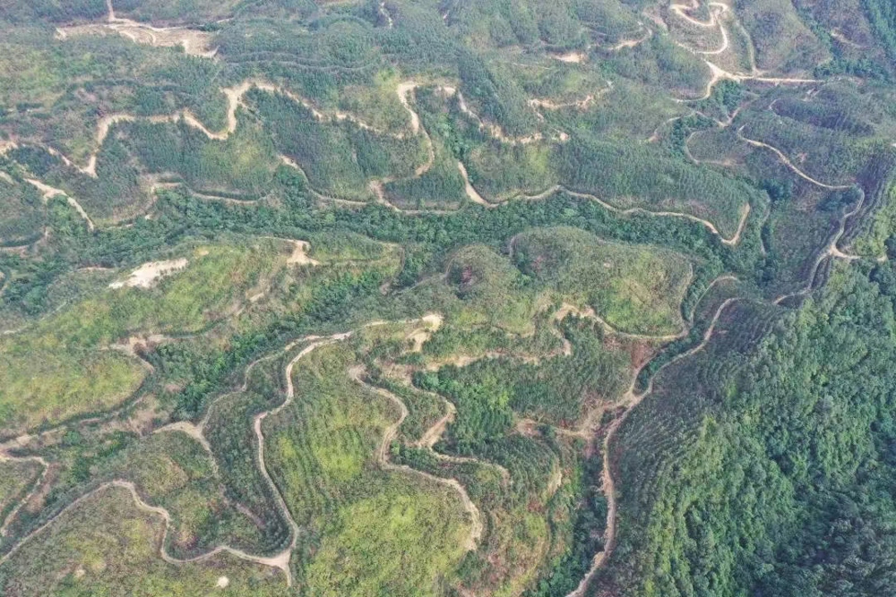 图为该分行支持的防城港市防城区国储林建设项目 农发行广西防城港市分行供图