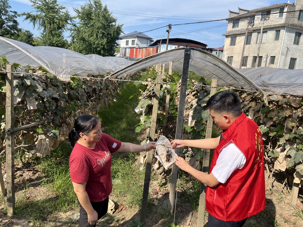 图为兴安农合行金融专员深入葡萄园了解受灾情况 兴安农合行供图