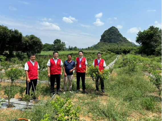 漓江农合行金融先锋为雁山区大埠乡砂糖橘种植户发放桂林市首笔“创业担保贷款”
