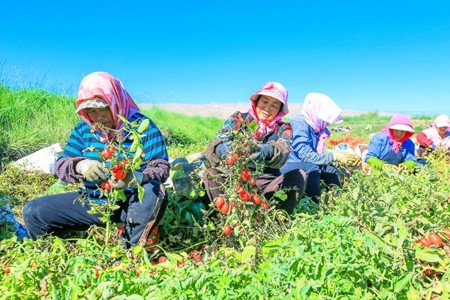 嘉峪关市文殊镇珍珠西红柿丰收啦