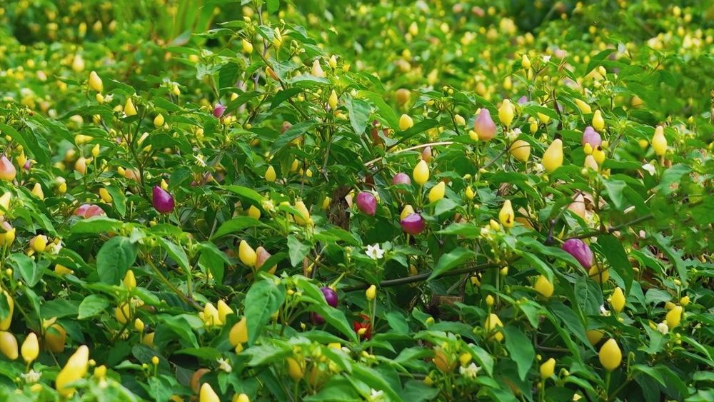 微信图片_20240910093624