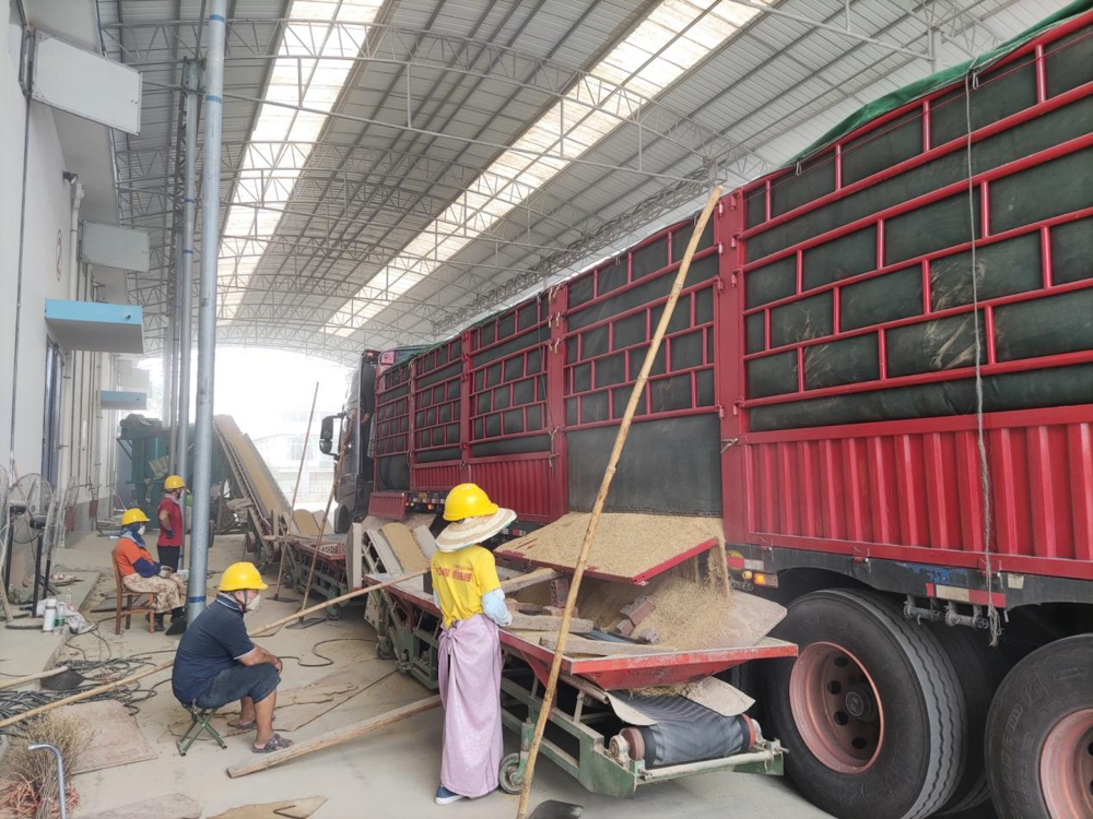 图为夏粮收购现场 农发行广西蒙山县支行供图