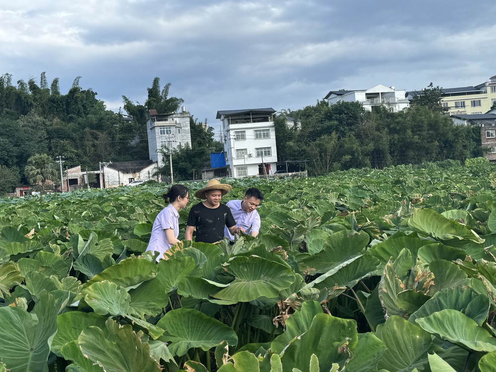 图为农行广西贺州八桂支行客户经理走访种植农户了解资金需求 梁静思摄