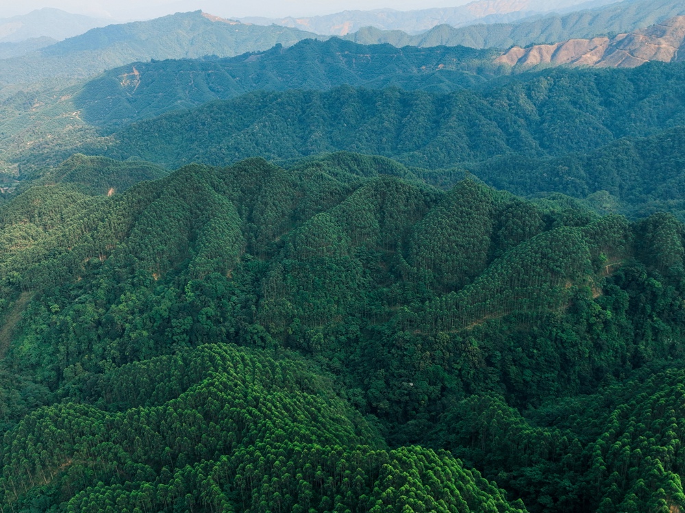 图为农发行广西梧州分行支持的蒙山县8万亩国家储备林基地建设项目