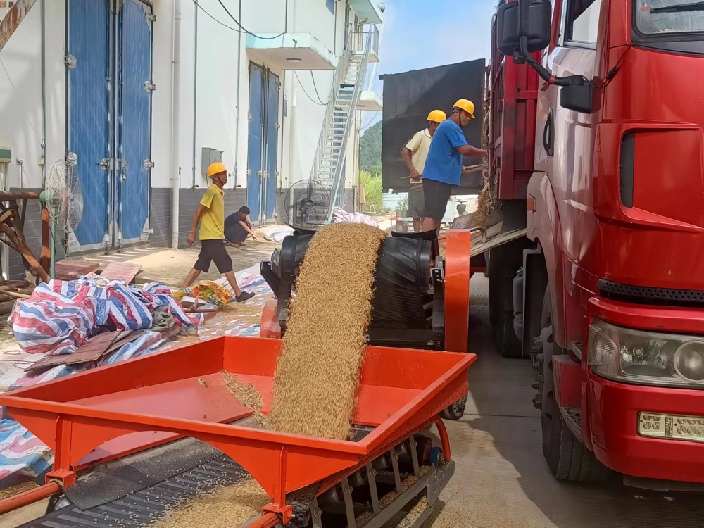 图为农发行广西梧州分行支持夏粮收购 农发行广西梧州分行供图