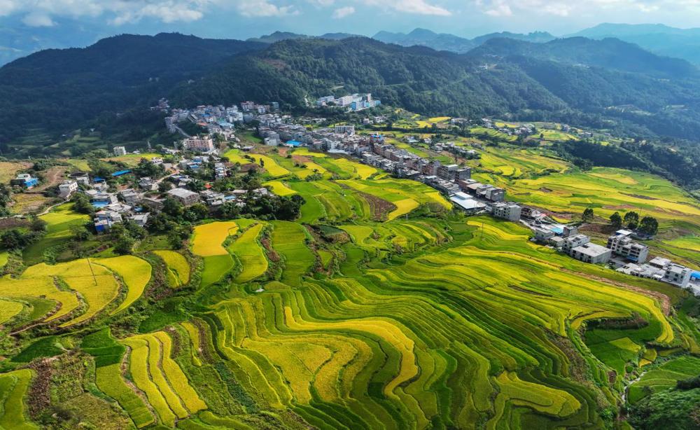 图为农发行广西百色市分行支持的农村土地流转及土地规模经营项目 农发行广西百色市分行供图
