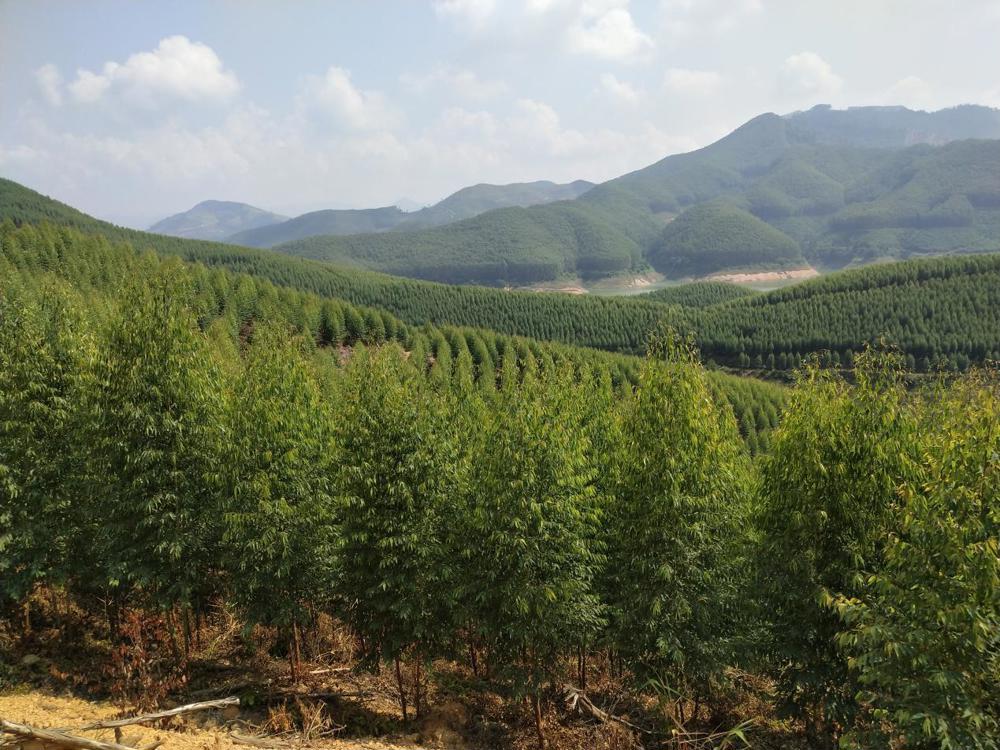 图为农发行广西百色市分行支持的国家储备林项目建设 农发行广西百色市分行供图