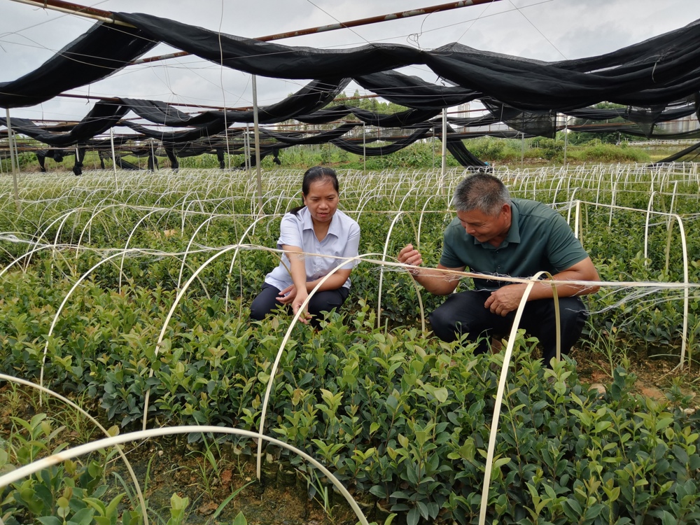 图为来宾农商银行金融专员向油茶种植户了解油茶生产情况 来宾农商银行供图