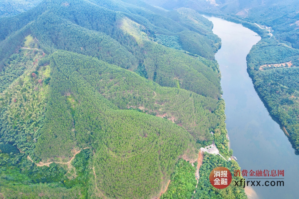 图为广西国有大桂山林场景象 农发行广西区分行供图