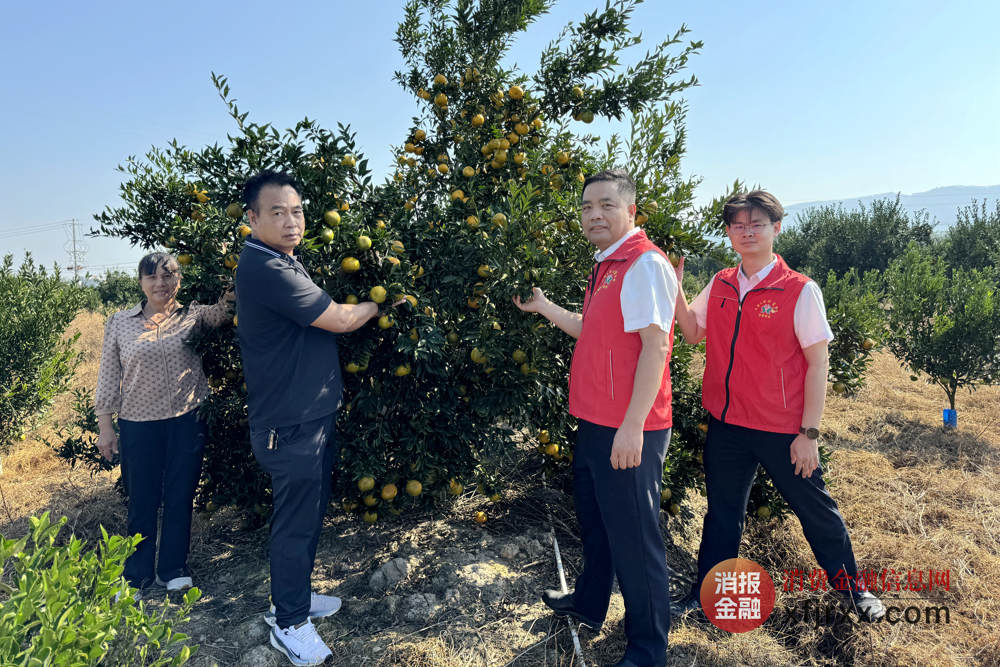 图为平南联社大新信用社金融先锋实地调查陈皮柑生产情况 平南联社供图