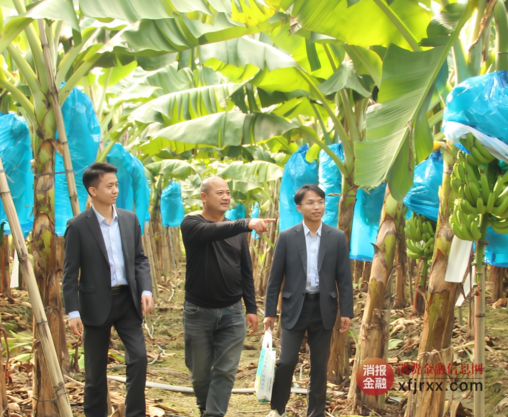 图为农行桂平市支行客户经理定期回访客户关注蕉园生长情况 农行桂平市支行供图