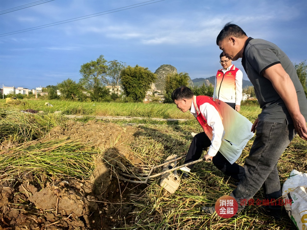 图为贺州桂东农合行金融先锋为农户翻挖、捡拾马蹄场景 贺州桂东农合行供图