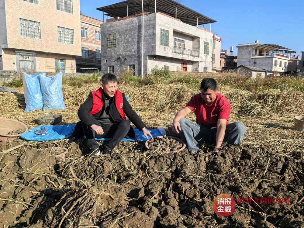 图为昭平农商银行工作人员到种植户胡贵银的马蹄田里了解马蹄收成情况 昭平农商银行供图