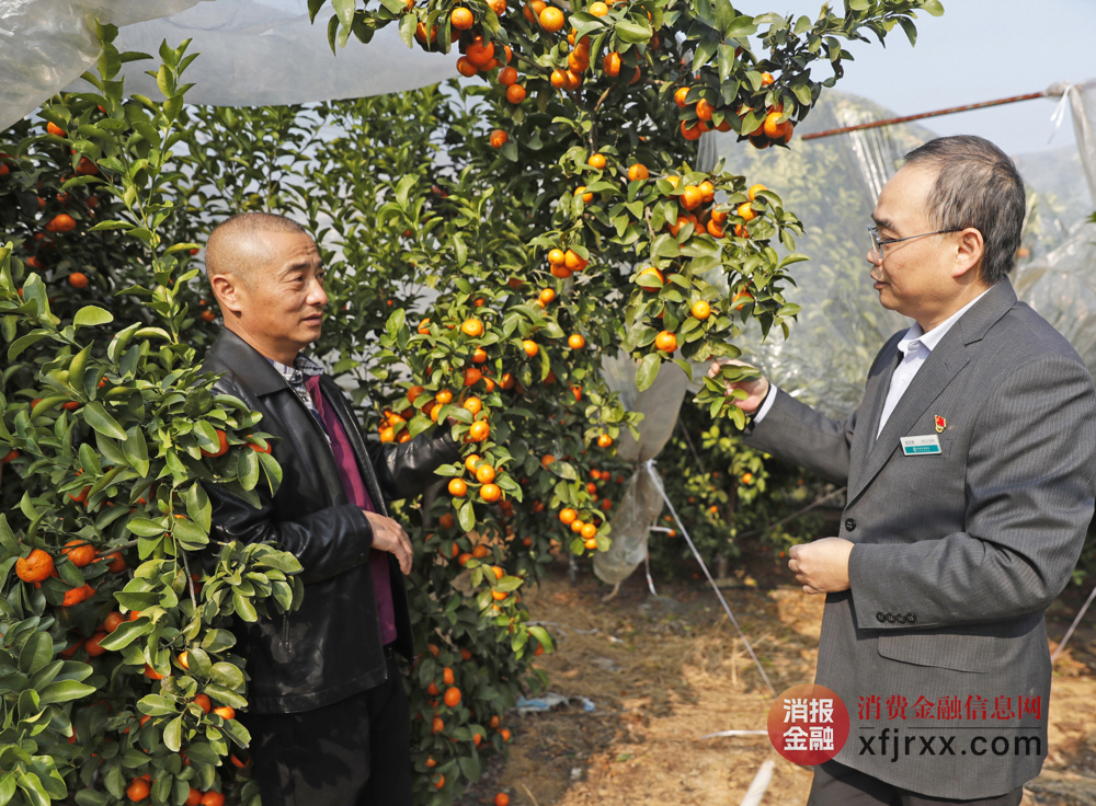 农行客户经理在了解沙糖橘情况 (1)