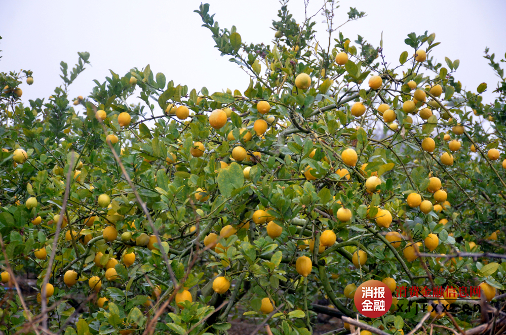 图为农户种植基地香水柠檬特写2
