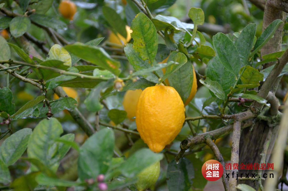 图为农户种植基地香水柠檬特写1
