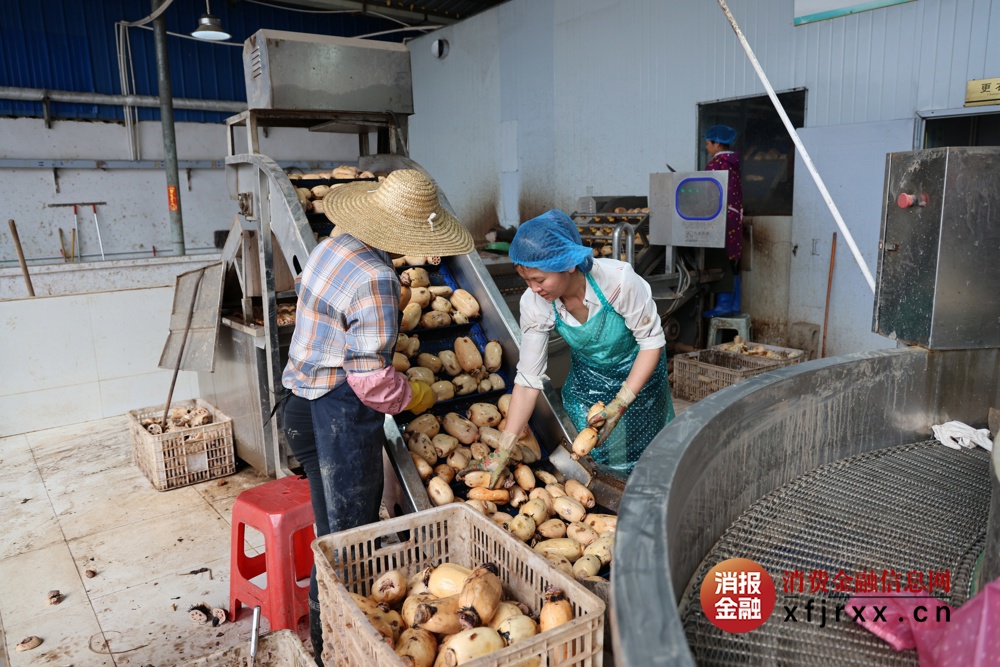 图为该行工作人员实地调研走访覃塘区的莲藕种植基地和加工厂3