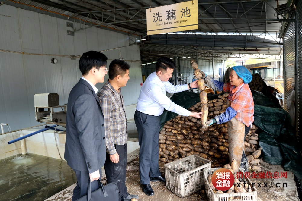 图为该行工作人员实地调研走访覃塘区的莲藕种植基地和加工厂1
