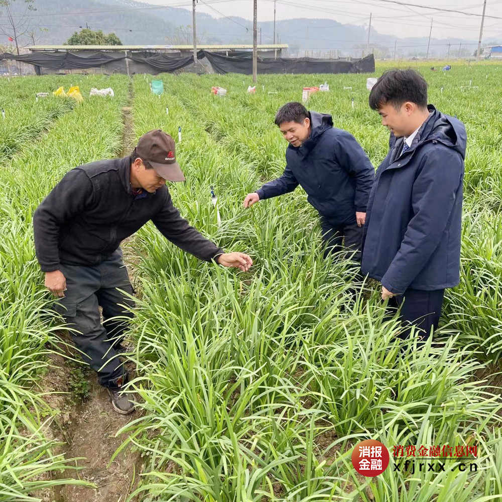 2.金融专员走访韭菜种植基地