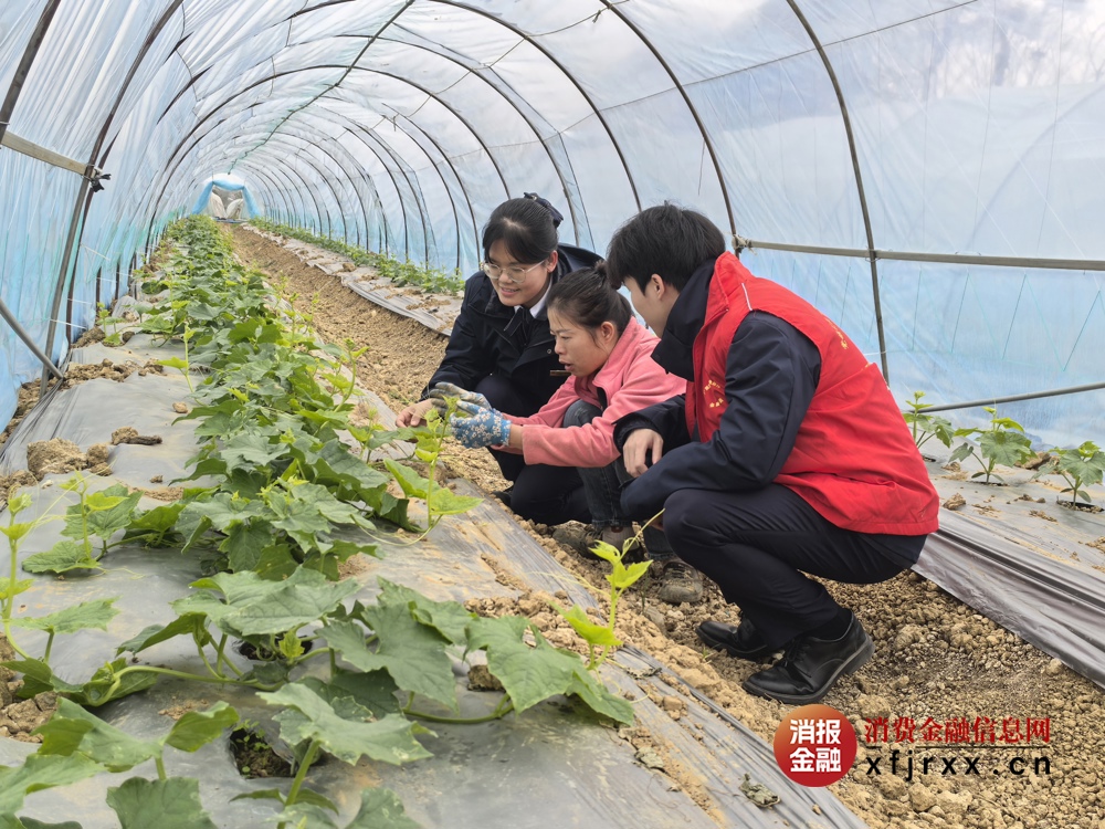 1.金融专员走访蔬菜大棚