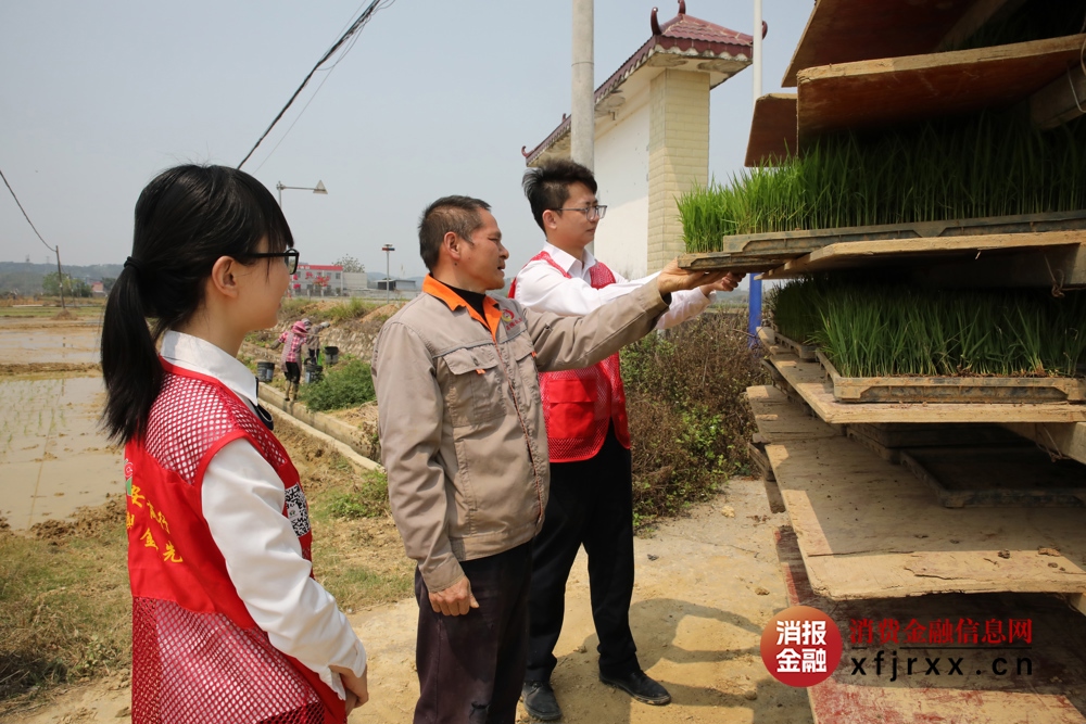 3.金融专员走访水稻种植基地