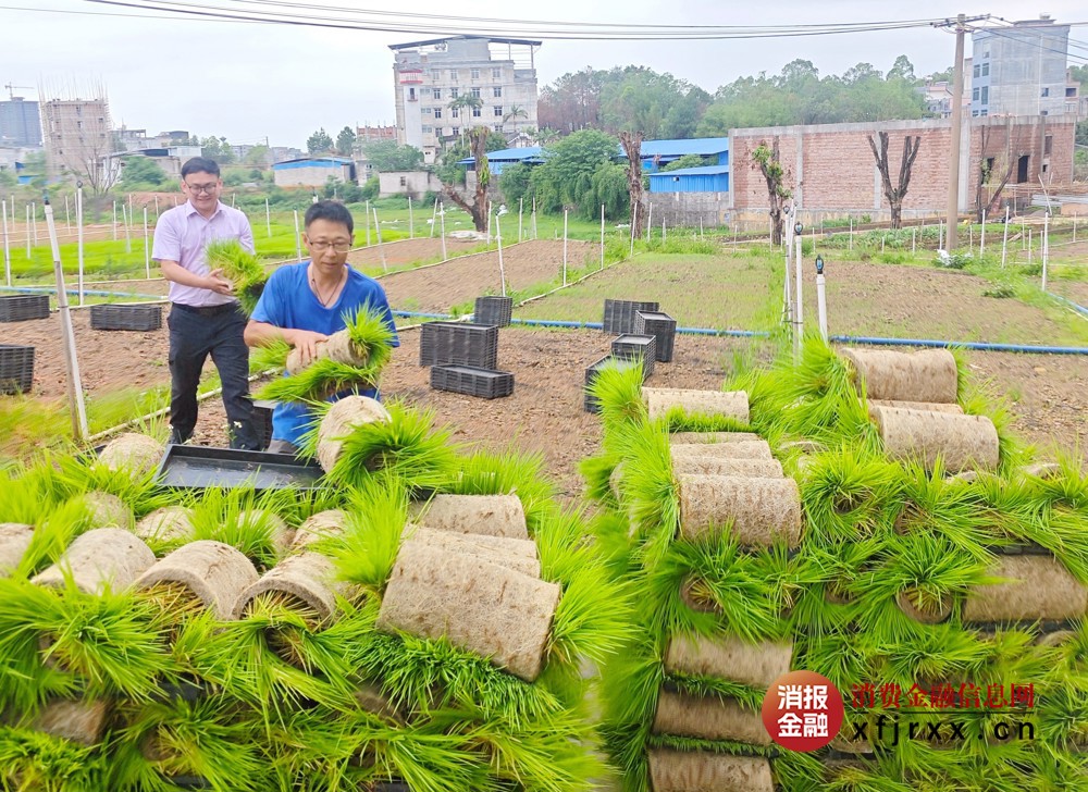 图2为广西顺多利现代农业有限公司向农行客户经理介绍育秧情况